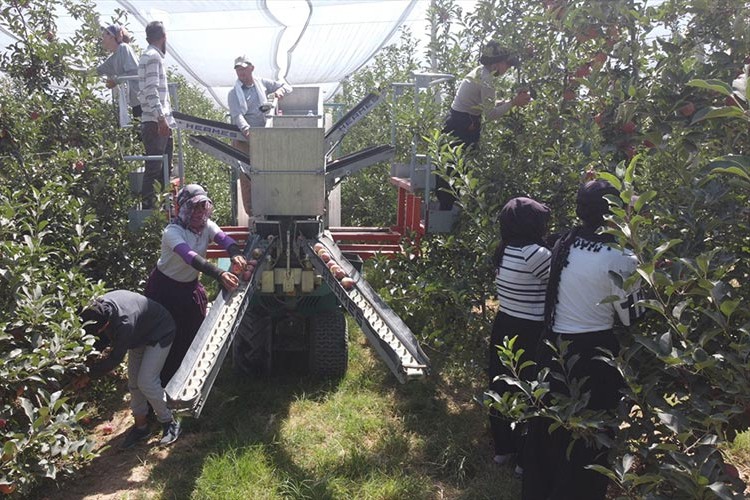 1 milyon 750 bin elma ağacının bulunduğu bahçede hasat başladı