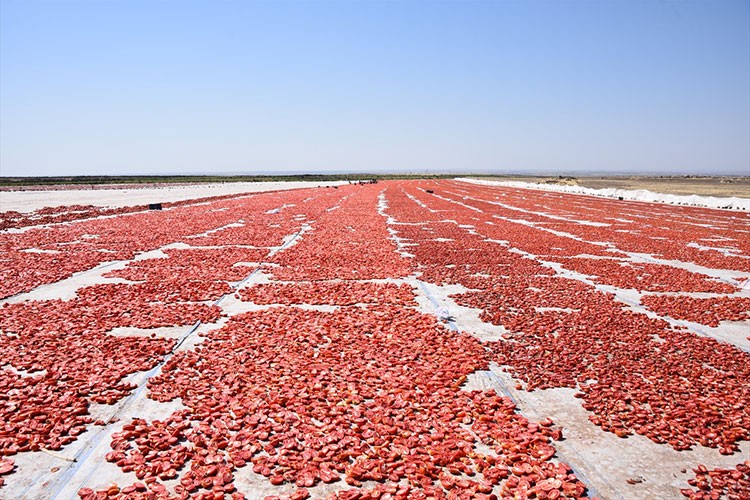 Şanlıurfa'da kuraklık ve aşırı sıcak domates üretimini düşürdü