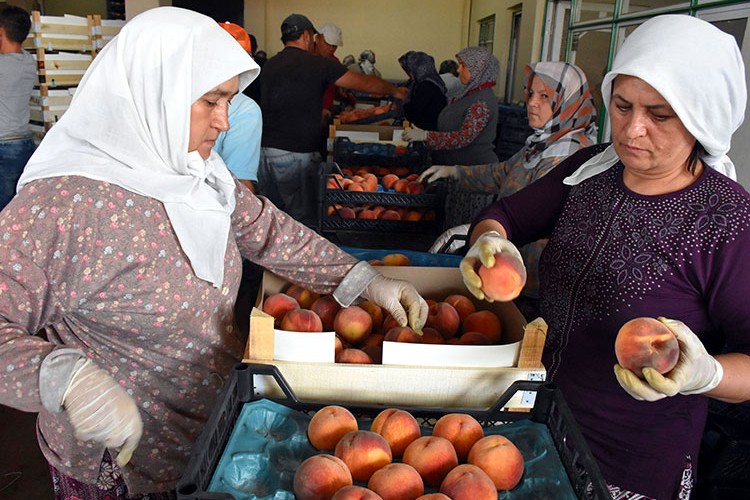 Bilinçli tarım ürünü şeftaliler Avrupa'ya ihraç ediliyor