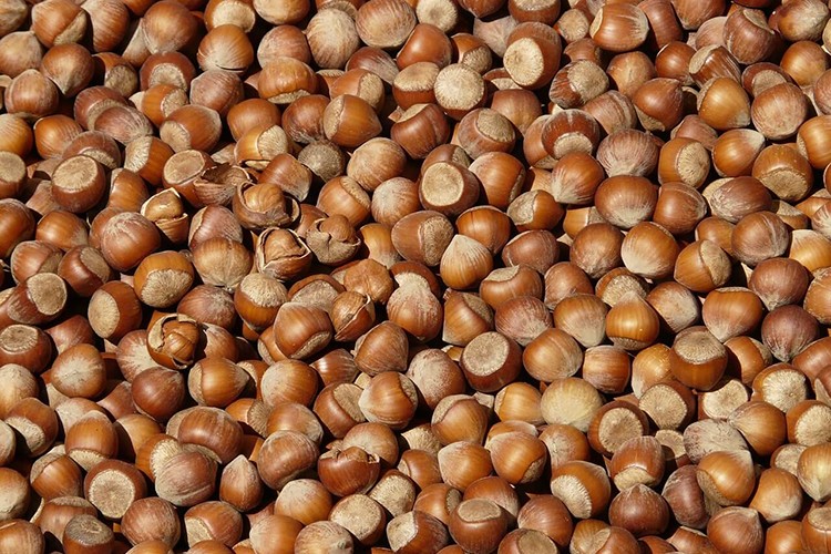 2025'te en fazla Almanya'ya fındık ihracatı yaptık