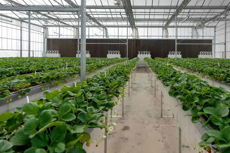 Modern tarımla en yüksek verim