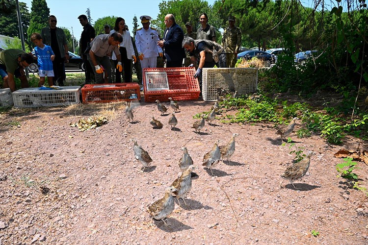 Yalova'da 300 keklik doğaya salındı