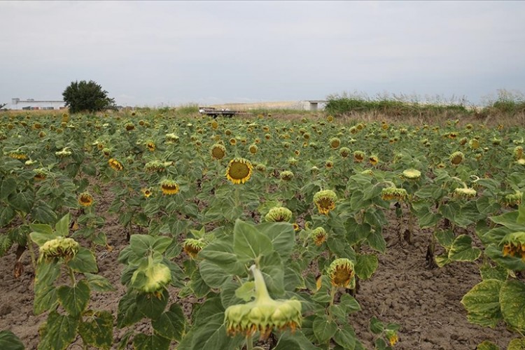 Yağlık ayçiçeği üretiminde lider Edirne, çerezlik ayçiçeğinde de söz sahibi olmak istiyor