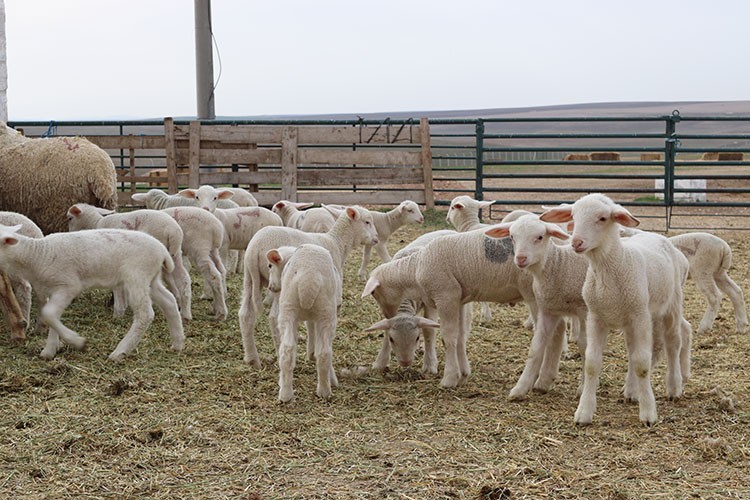 TİGEM 3 bin 550 kuzu satacak