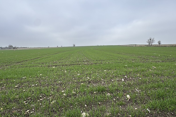 Trakya tarlalarında buğday ekimi sürüyor