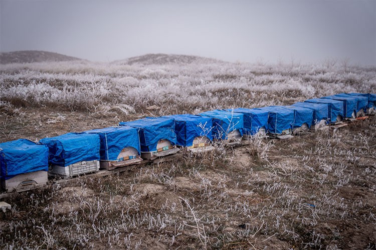 Havalar soğuyunca arı kovanları brandayla kaplandı