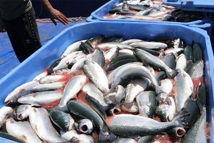 Türk somonu ihracatı 2024'te 498 milyon doları buldu