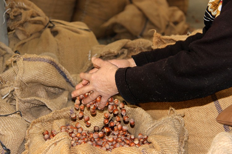 Düzce'den bin 775 ton fındık ihraç edildi