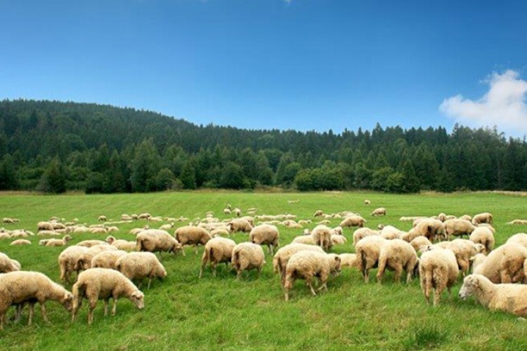 Deprem bölgesinde 43 bin 317 küçükbaş hayvan dağıtıldı