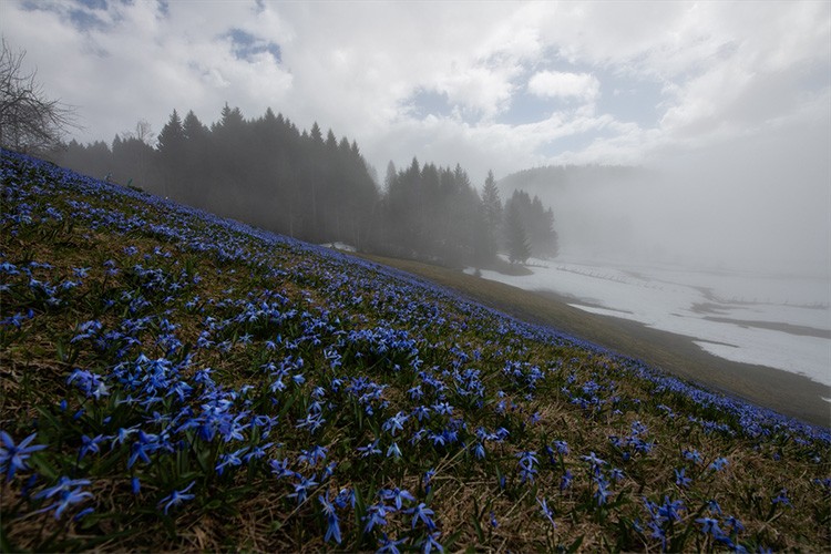 Kadıralak Yaylası'nın ünlü "mavi yıldız" çiçekleri