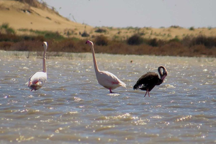 Siyah flamingo yeniden Türkiye'de