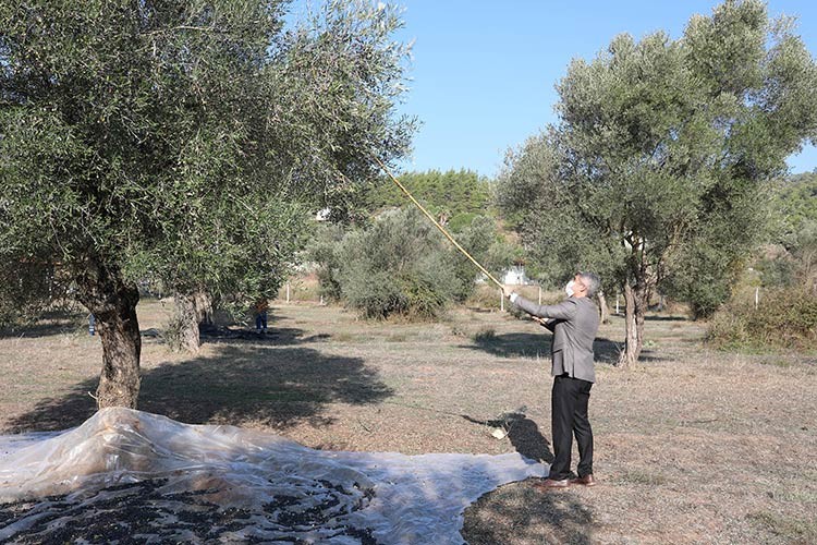 Oktay, zeytin hasadına katıldı