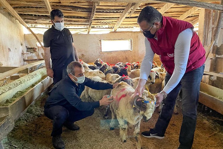 Kınalı koçlarla bayram sevinci