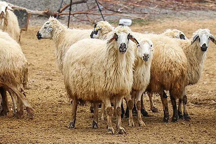 Bayram dolayısıyla 3 milyonun üzerinde kurbanlık satıldı