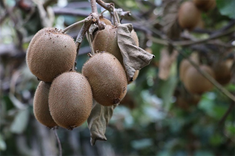 Yalova kivisinde hasat başladı