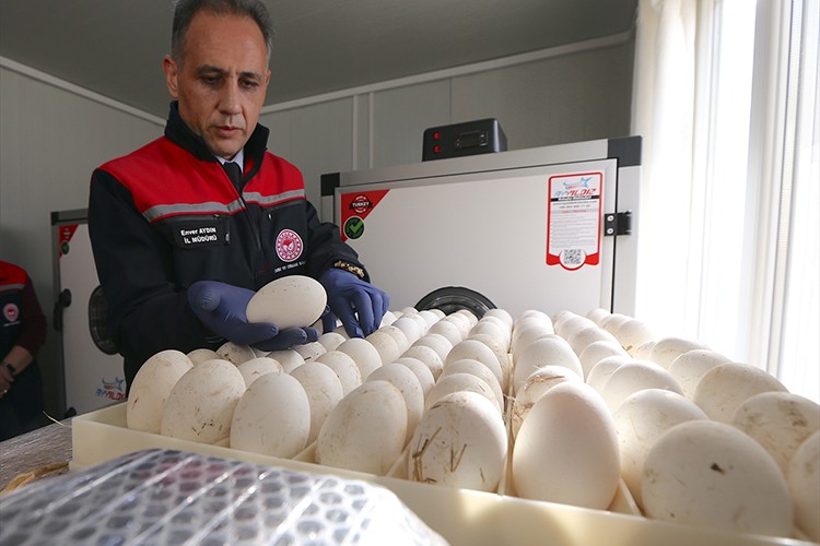 Kars'ta kaz varlığının artırılması için 1500 yumurta kuluçkaya alındı