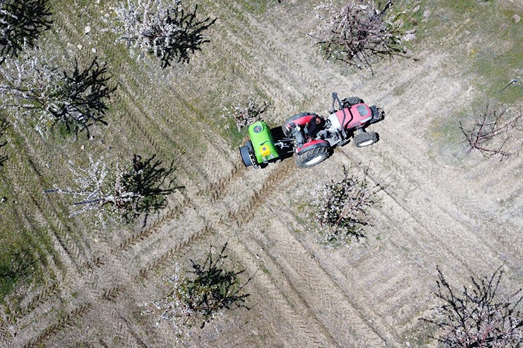 Elazığ'da badem çiçekleri yüksek rekolte vaadediyor