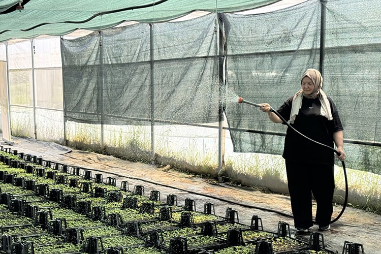 Ata tohumundan fide yetiştiriyor