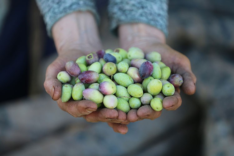 Antalya'da coğrafi işaretli ürünler yaygınlaştırılıyor