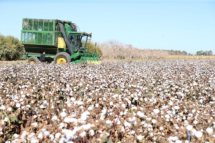 Şanlıurfa'da "İyi Pamuk Tarla Günü" etkinliği yapıldı