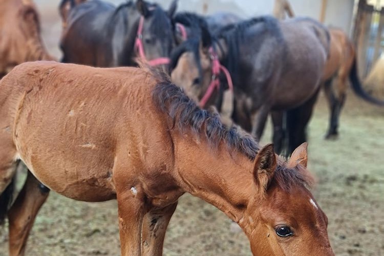 Mucizeler Diyarı Artvin Projesi 1. yılını doldurdu
