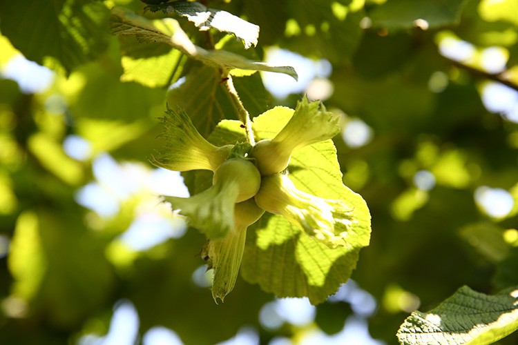 Fındığın genotipleri Marmara, Ege ve Doğu Anadolu'da da araştırılıyor