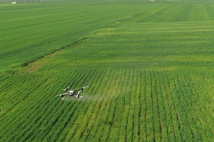 Hububat üreticisi hastalıklara karşı dronla ilaçlama yapıyor