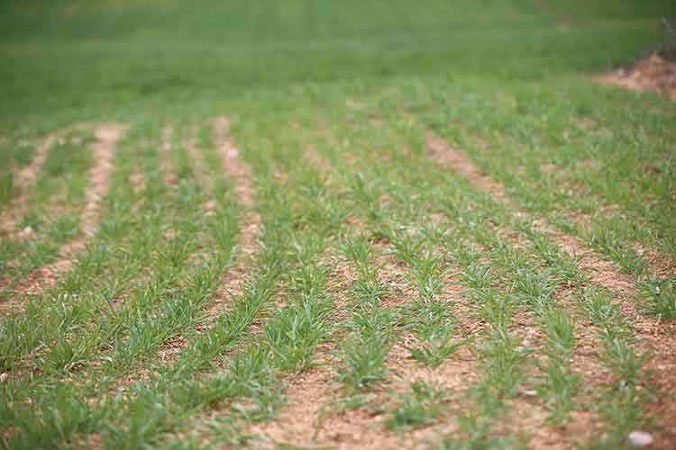 Trakya çiftçisinin gözü yağmur bulutlarında