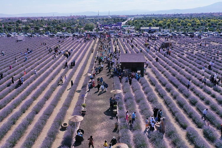 Karatay'ın lavantası, üretim ekonomisine katkı sağlıyor
