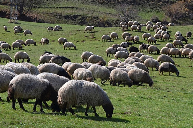 Hayvancılık Destekleme Sisteminde kolaylık