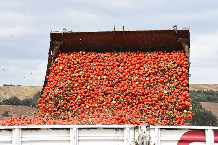 Bursa'da verim yüz güldürüyor