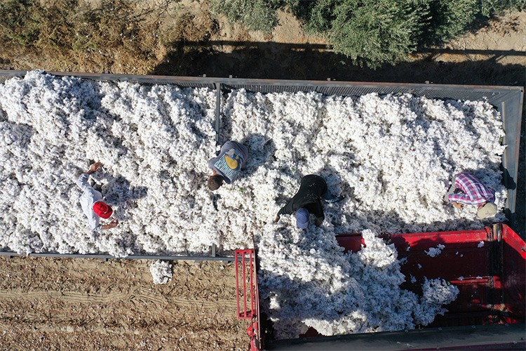 Söke pamuğunda kuraklık, verimi olumsuz etkiledi