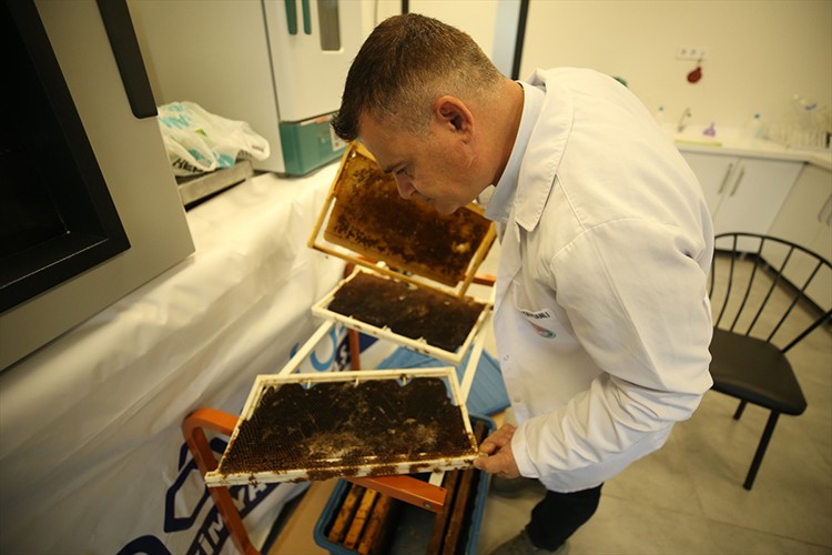 Borla üretilen doğal solüsyon arıları öldüren zararlıları yok ediyor