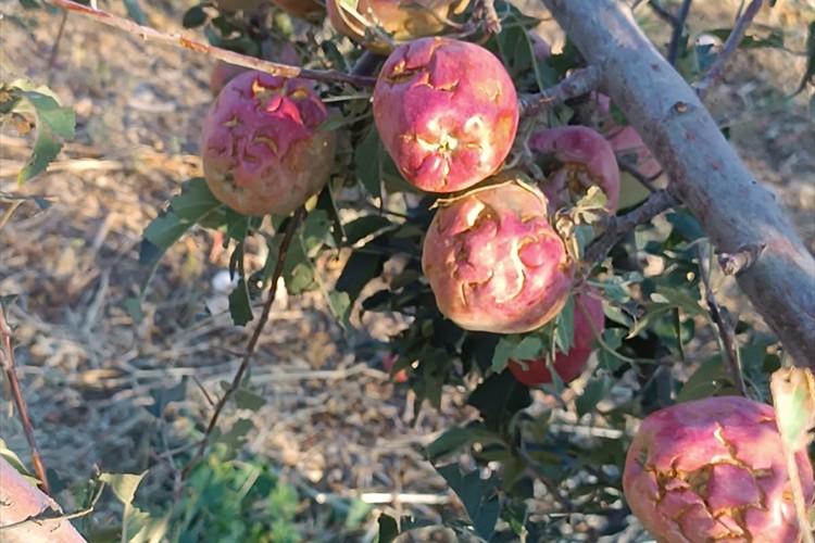 Isparta'da dolu yağışı üreticileri 100 milyon lira zarara uğrattı
