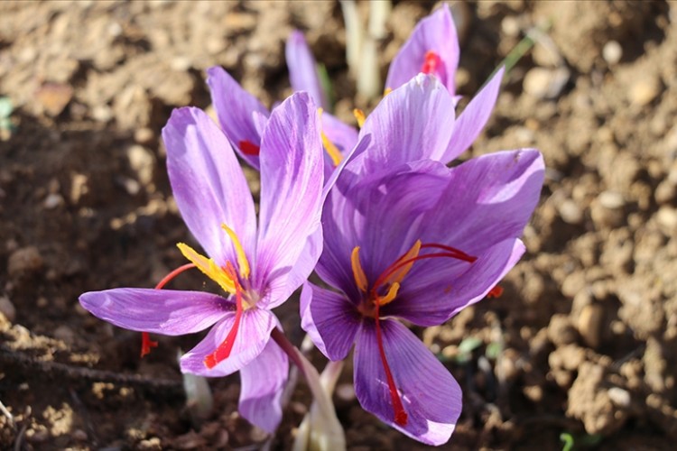 AB coğrafi işaret tescilli Safranbolu safranı markalaşma yolunda ilerleyecek