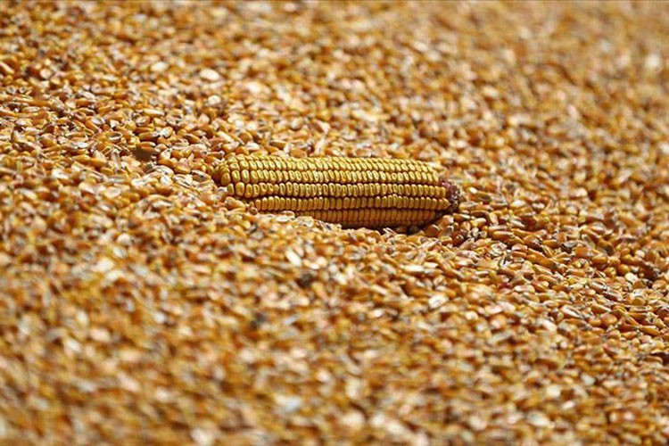 TMO, 2025 yılı mısır alım fiyatlarını belirledi