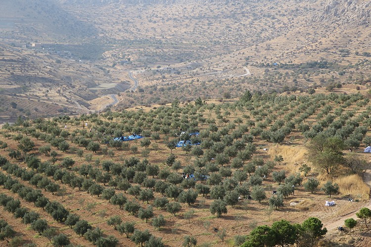 Manastır bahçesinde yetiştirilen zeytinin hasadı verimli geçiyor