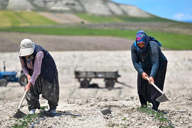 Yüzyıllık domates tohumları toprakla buluştu