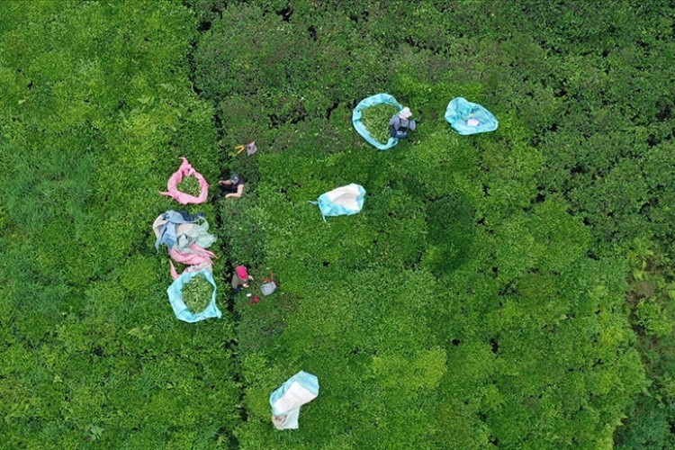 Türk çayı yılın ilk yarısında 112 ülkede alıcı buldu