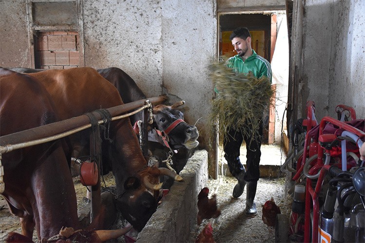 Baktığı hayvanların sütünden üretim yapıyor