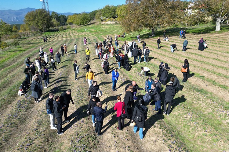 Karabük'te safran hasadı yapıldı