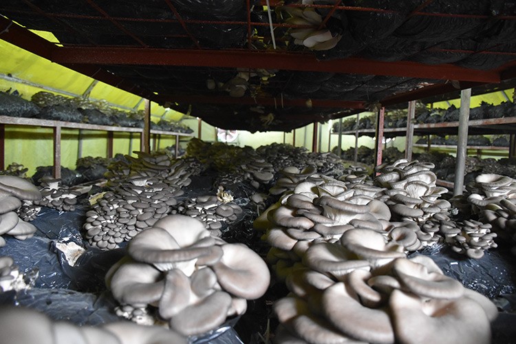 Harita mühendisliğini bıraktı mantar üretiyor