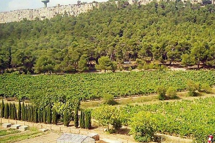 AOÇ'nin bayilik vermesinde ihale şartı kaldırıldı