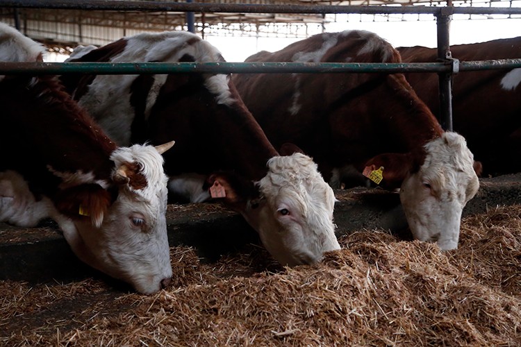 En çok süt Konya'dan