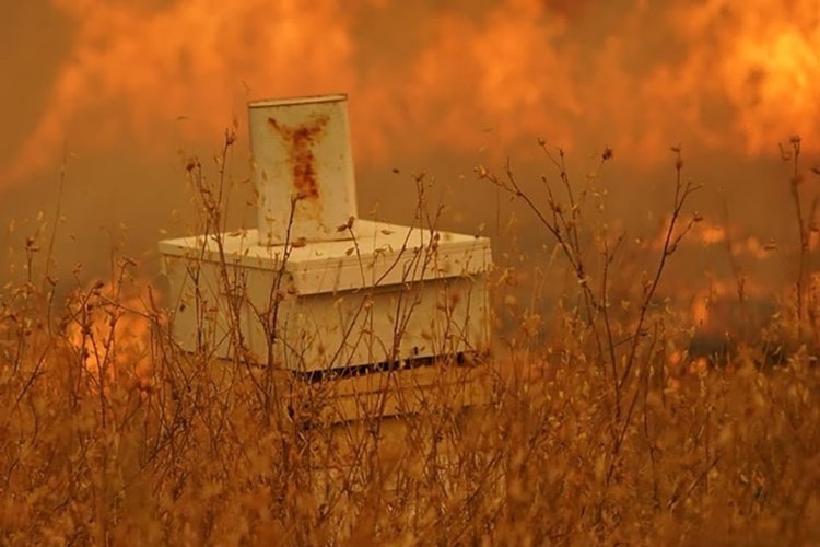 Arıların geri dönmesi şart