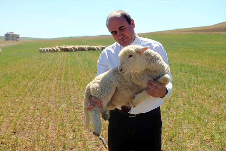 Koyun destekleriyle meralar şenlendi