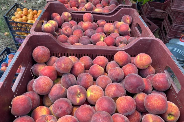 Şeftali ve nektarin ihracatı 250 milyon dolara koşuyor