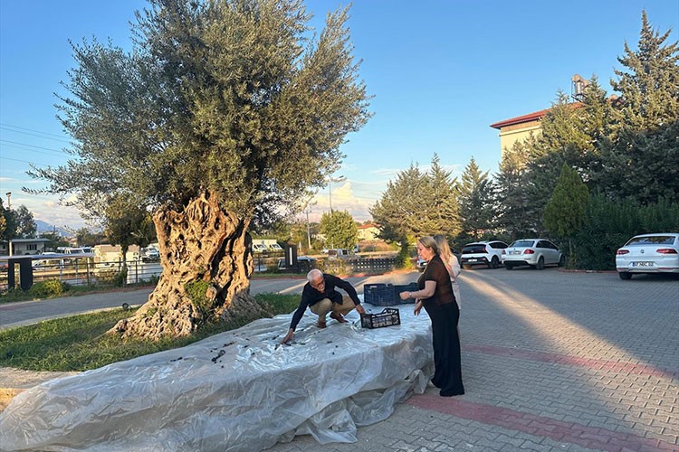 İlçe merkezine götürülen asırlık zeytin ağacında hasat yapıldı