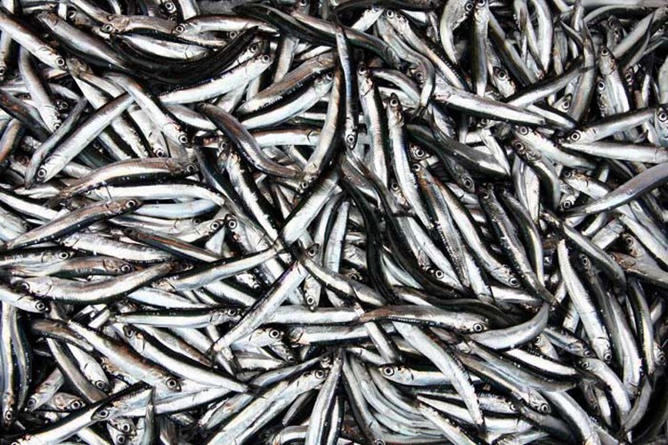 Hamsi yılın 9 ayında 19 ülkede alıcı buldu