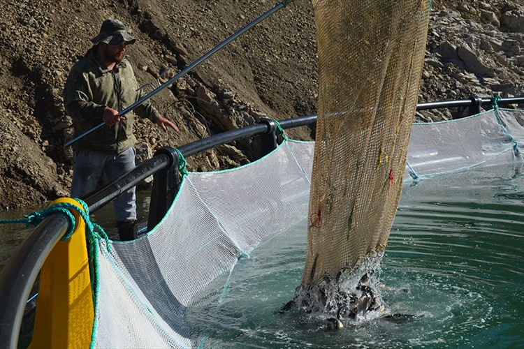 Artvin'den 67 ülkeye Türk somonu ihraç edildi